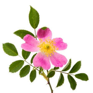 Wild Rose Gemmotherapy Extract