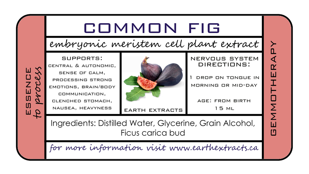 Gemmotherapy Nervous System Extracts