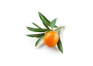 Sea Buckthorn Gemmotherapy Extract