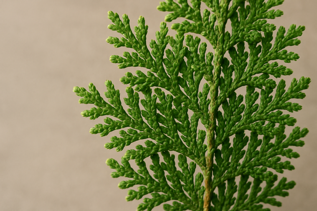 cedar leAF