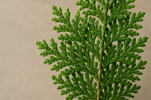 cedar leAF