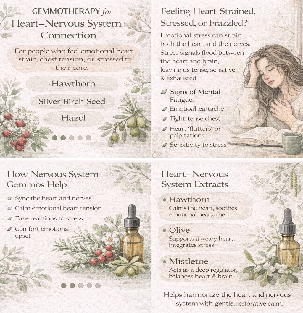 Gemmotherapy Nervous System Extracts