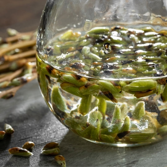 Gemmotherapy Nervous System Extracts